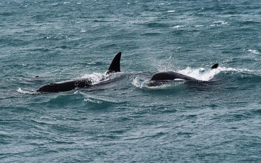 Avistan orcas por primera vez en el estrecho de Mesina