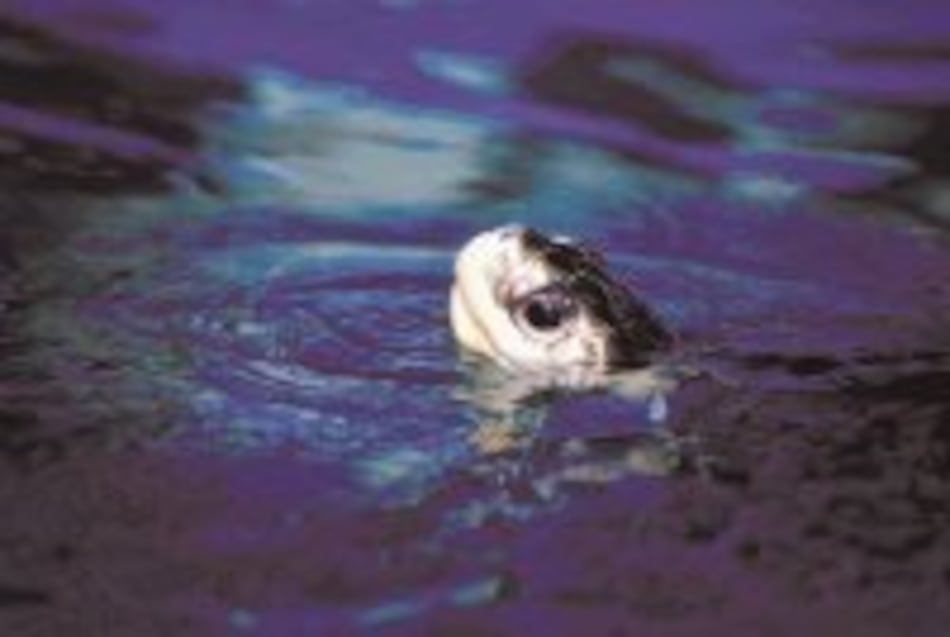 El retorno de la tenaz navegante