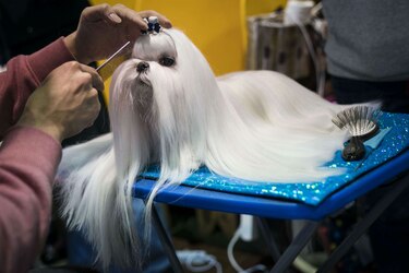 El certamen canino de Nueva York, un asunto de profesionales