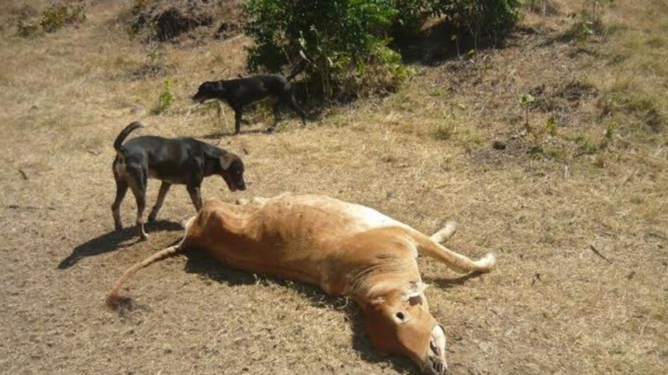 Más de 300 reses muertas en Los Santos