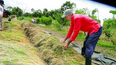 Arroz sufriría con la sequía