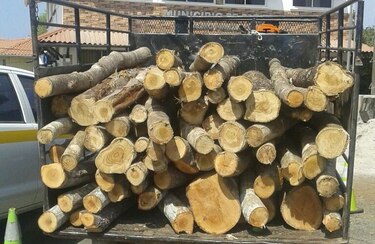 Decomisan cargamento de madera en Herrera