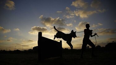 Los perros callejeros de Gaza ya tienen un refugio