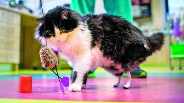 Implantan dos patas artificiales a un gato