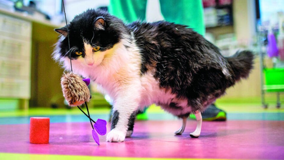 Implantan dos patas artificiales a un gato