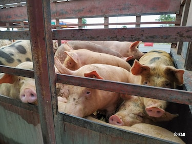 Nace comisión para supervisar la industria porcina tras crisis del agua en Azuero