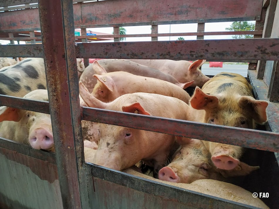 Productores temen por los efectos del TPC