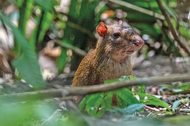 El olor de los ocelotes ahuyenta a los roedores que dispersan semillas