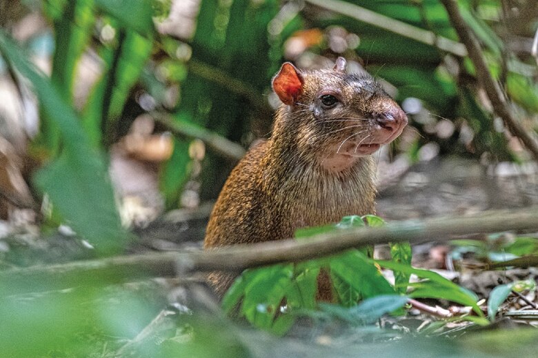 El olor de los ocelotes ahuyenta a los roedores que dispersan semillas
