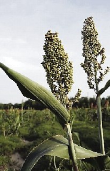 Sorgo pierde rentabilidad