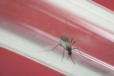Estado de emergencia en Puerto Rico por casi 10 mil 700 casos de zika