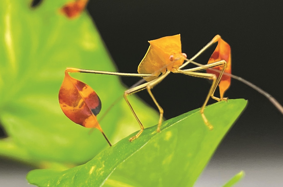 El misterio de las banderas del insecto matador se profundiza