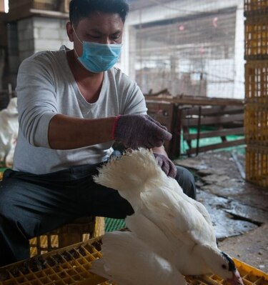 Aumento de víctimas por gripe H7N9 demanda vigilancia constante