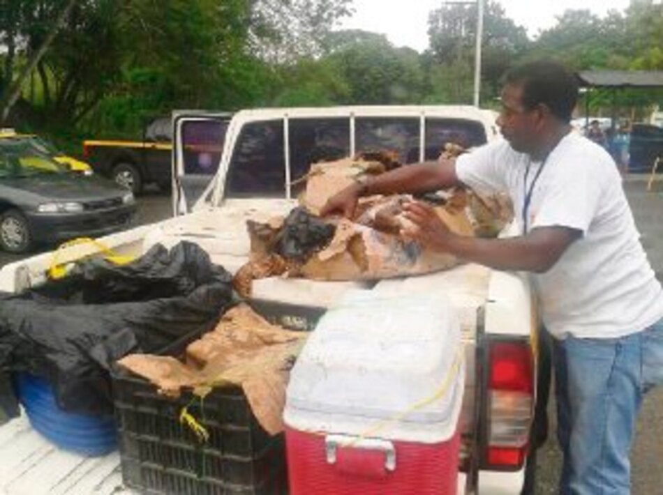 Decomisan 452 libras de cambombia y 223 libras de langosta