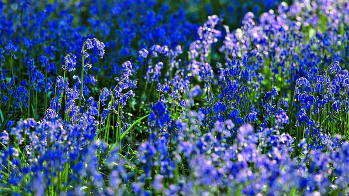 Las jacintas tiñen de color el suelo, haciendo de la temporada de floración un espectáculo digno de apreciar por propios y extraños.