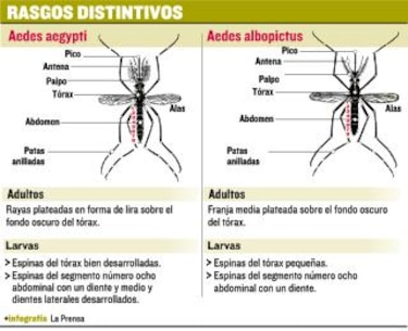 Nuevo vector del dengue