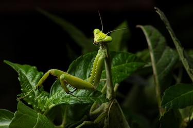 Explora el arte de la fotografía con Alexander Arosemena
