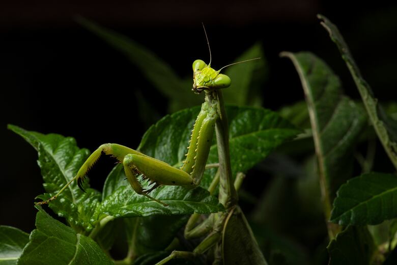 Explora el arte de la fotografía con Alexander Arosemena