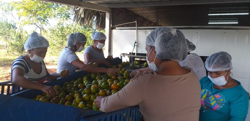 Parte primer embarque de naranja panameña al Caribe