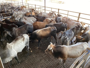 El espejismo del TPC: por qué la carne bovina y porcina panameña siguen excluidas del mercado estadounidense