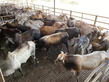 El espejismo del TPC: por qué la carne bovina y porcina panameña siguen excluidas del mercado estadounidense
