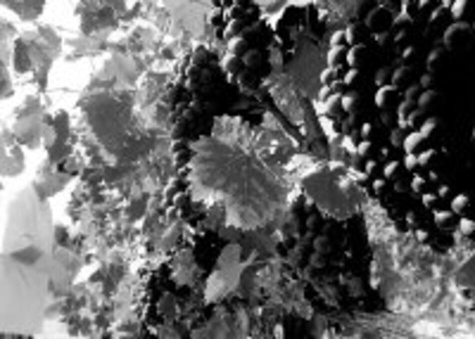 Viña chilena Concha y Toro duplica utilidad en 2007