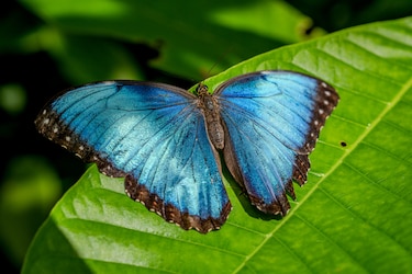 ¿Mariposas menos azules? El calor podría estar cambiando sus alas