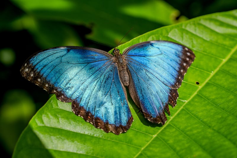 ¿Mariposas menos azules? El calor podría estar cambiando sus alas