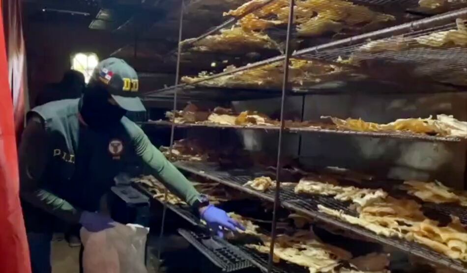 Crimen acecha la biodiversidad: tráfico de carne de cocodrilo, minería ilegal y tala