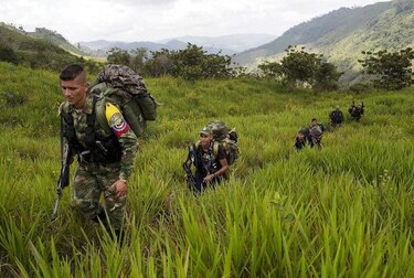 Gobierno y FARC acuerdan sustitución de cultivos ilícitos