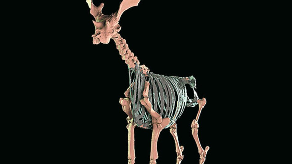 ¿El mayor mamífero rumiante?