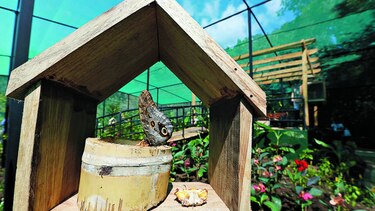 Recinto para las mariposas