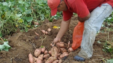 CIAT de Colombia evaluará camote cosechado en Azuero