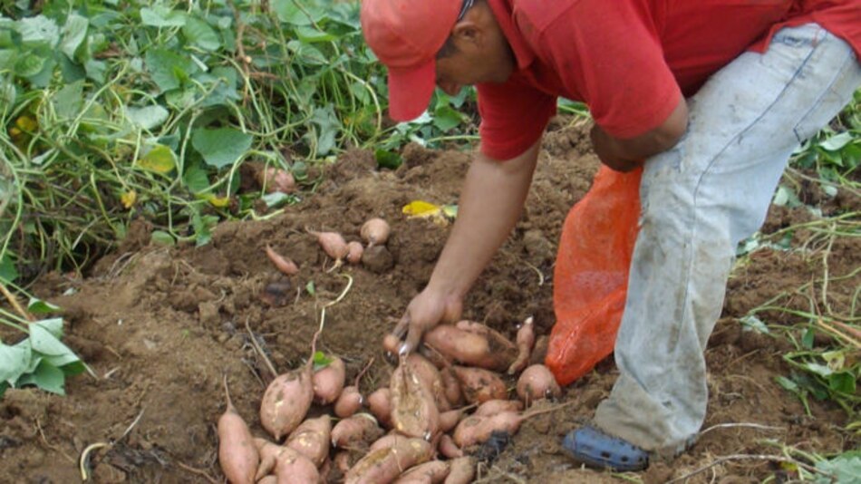 CIAT de Colombia evaluará camote cosechado en Azuero