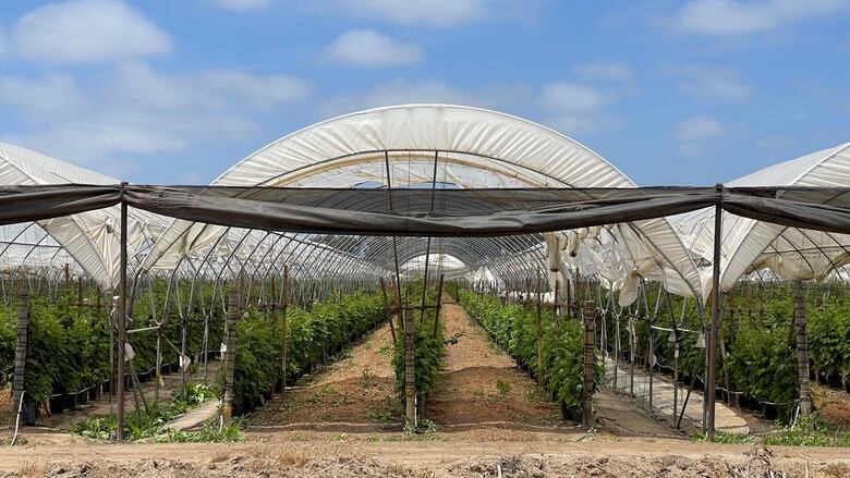 ‘¿Es usted de la Migra?’: el temor de los migrantes que se esconden de las redadas en Oxnard, la ‘capital mundial de la fresa’ en California