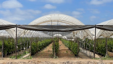 ‘¿Es usted de la Migra?’: el temor de los migrantes que se esconden de las redadas en Oxnard, la ‘capital mundial de la fresa’ en California