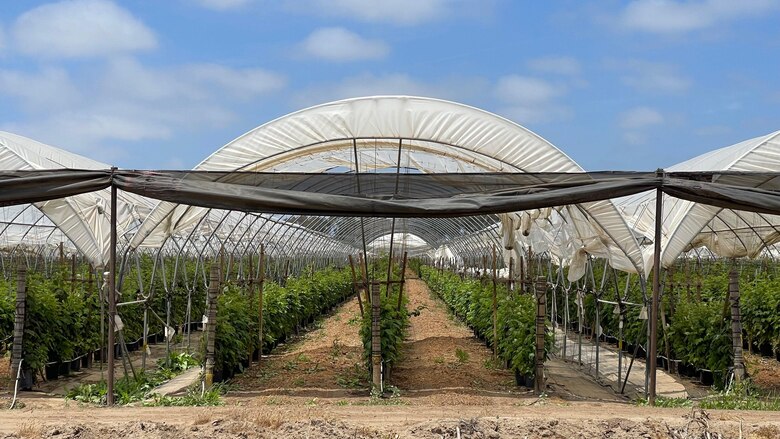 ‘¿Es usted de la Migra?’: el temor de los migrantes que se esconden de las redadas en Oxnard, la ‘capital mundial de la fresa’ en California