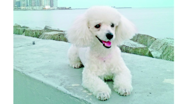Penny, entre pelotas y peluches