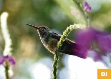 Joya del turismo ecológico