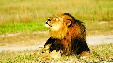 Dos especies de leones, en peligro