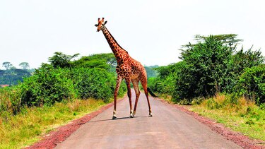 Jirafas, en riesgo de extinción