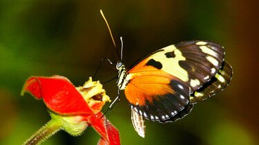 El vuelo de las mariposas se recorta