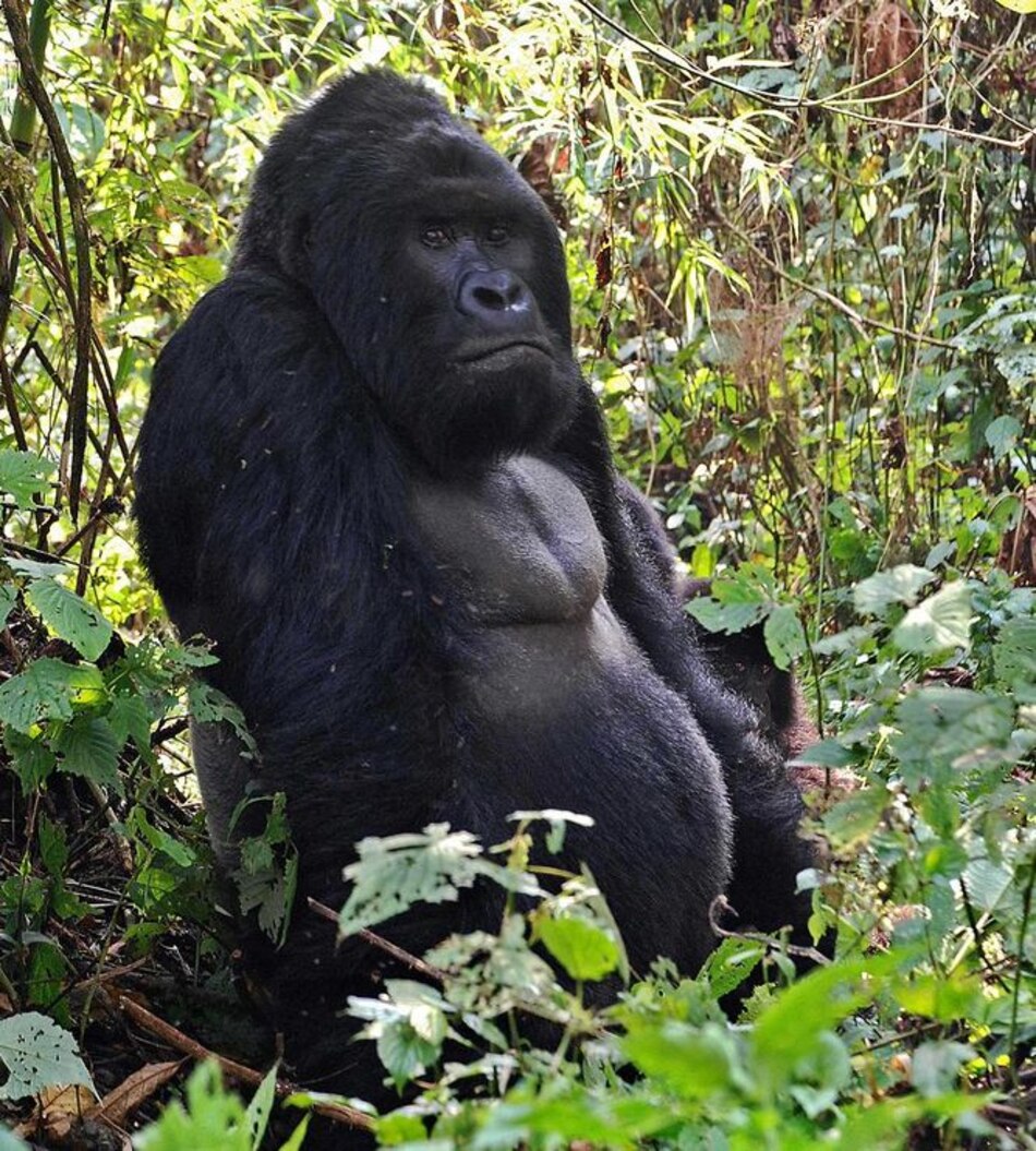Los gorilas de Grauer en Congo podrían desaparecer en cinco años