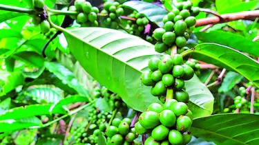 Frentes fríos acechan al agro en el Caribe