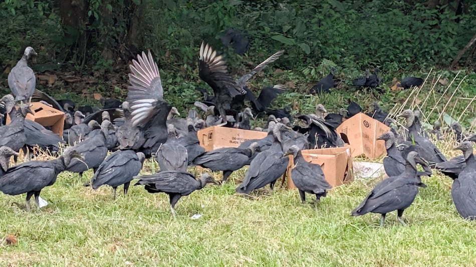 Detectan otro vertedero clandestino con animales muertos cerca del aeropuerto; alertan de riesgo para las operaciones aéreas