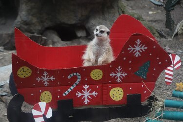 La Navidad llega al zoológico de Cali con un banquete para los animales