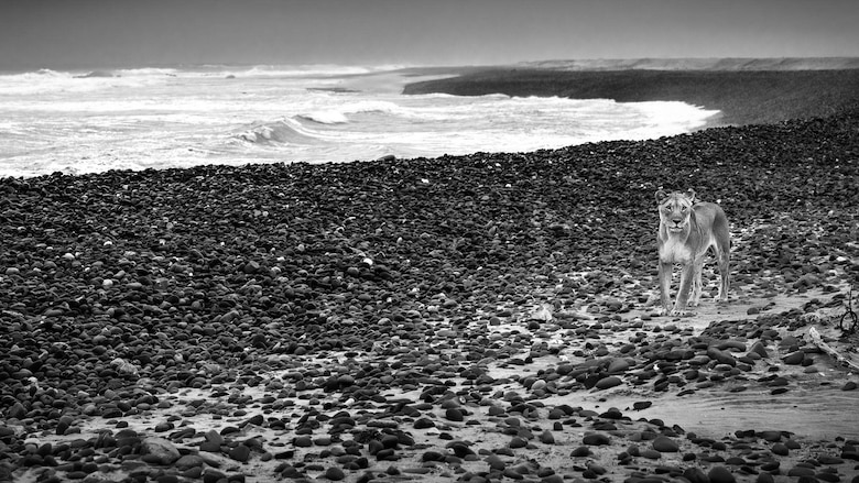 Las inéditas imágenes que muestran a los leones que abandonan el desierto para cazar en la playa