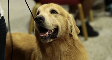 'Perrotón Benji 2016', un campamento para las mascotas