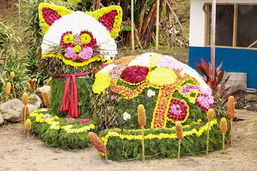 Un viaje por el color y el aroma de las flores que adornan las calles de Volcán
