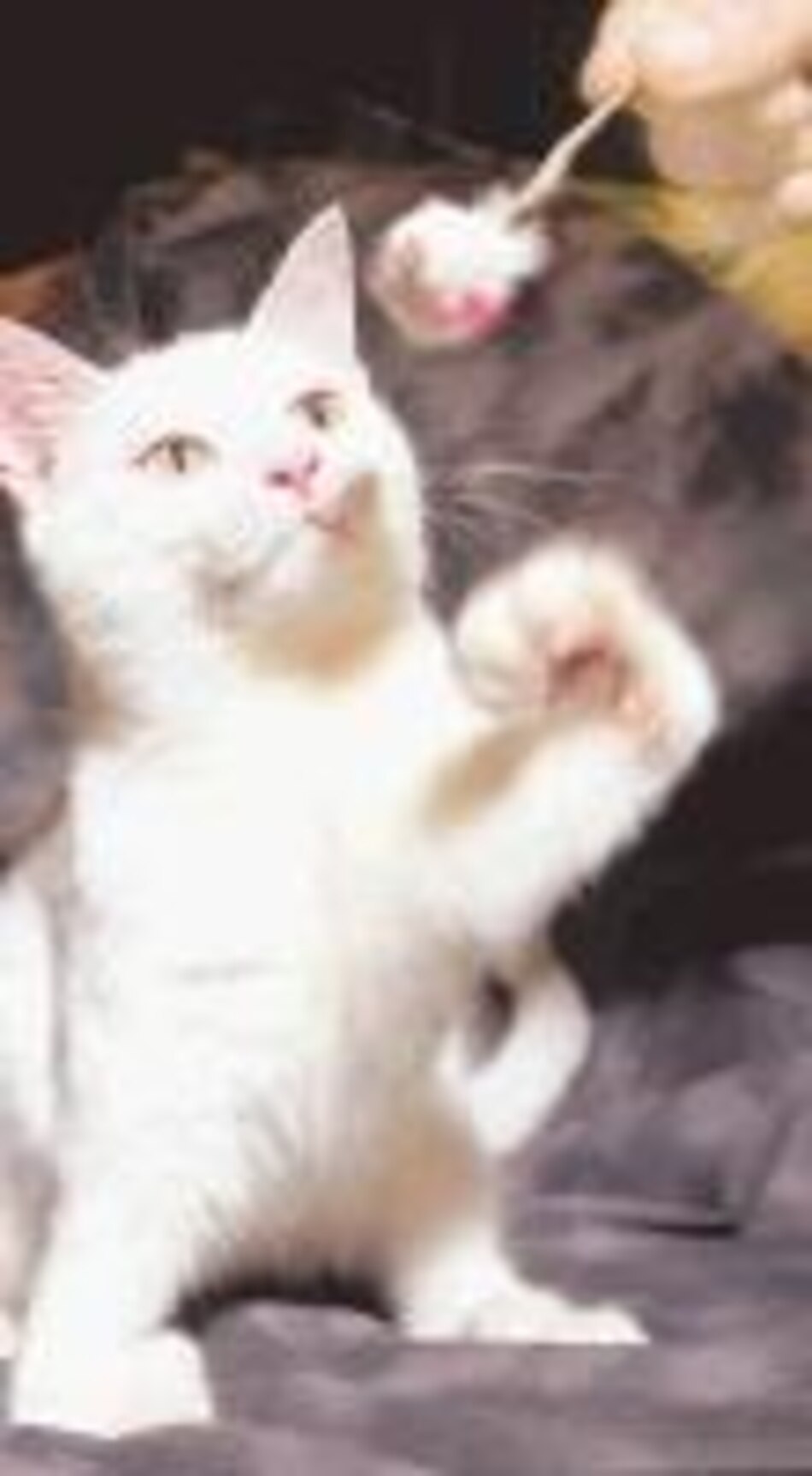 Mascotas Qué hacer con las uñas de nuestras mascotas